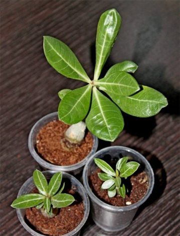 Аденіум: догляд у домашніх умовах, полив, підживлення, пересадка, фото, розмноження