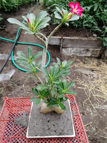 Аденіум: догляд у домашніх умовах, полив, підживлення, пересадка, фото, розмноження