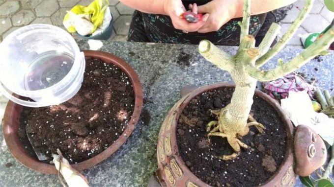 Аденіум: догляд у домашніх умовах, полив, підживлення, пересадка, фото, розмноження
