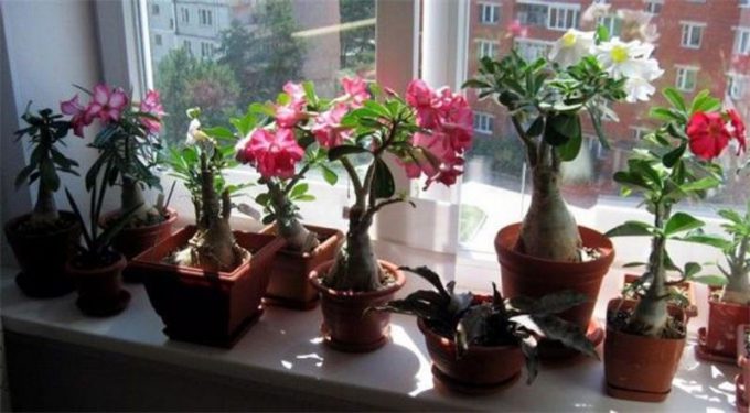 Аденіум: догляд у домашніх умовах, полив, підживлення, пересадка, фото, розмноження