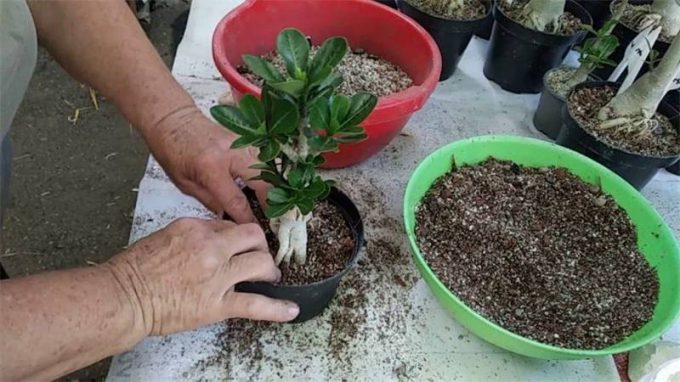 Аденіум: догляд у домашніх умовах, полив, підживлення, пересадка, фото, розмноження