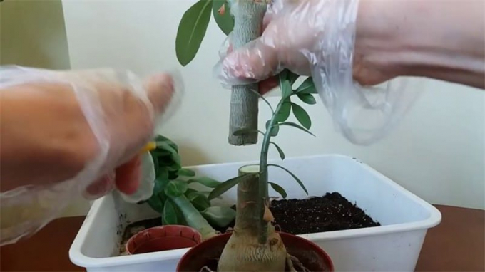 Аденіум: догляд у домашніх умовах, полив, підживлення, пересадка, фото, розмноження