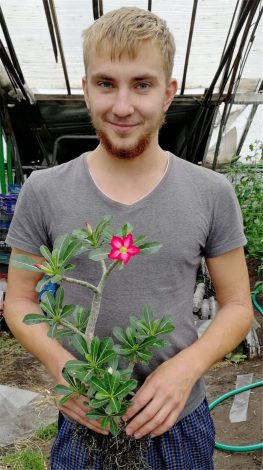 Аденіум: догляд у домашніх умовах, полив, підживлення, пересадка, фото, розмноження