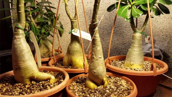 Аденіум: догляд у домашніх умовах, полив, підживлення, пересадка, фото, розмноження