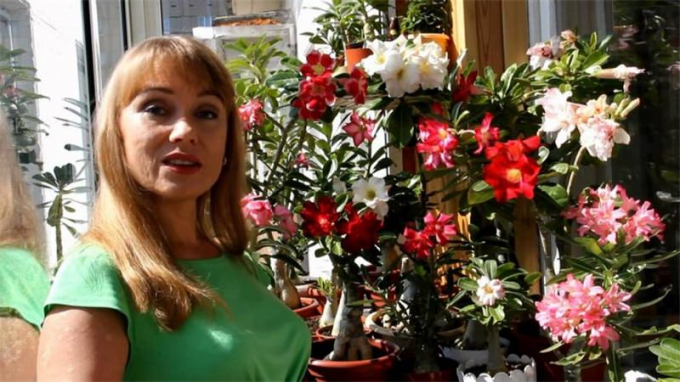 Аденіум: догляд у домашніх умовах, полив, підживлення, пересадка, фото, розмноження