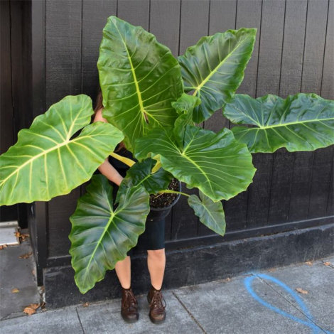 Алоказія (кімнатна рослина): фото, види, посадка, догляд, розмноження, пересадка, як поливати