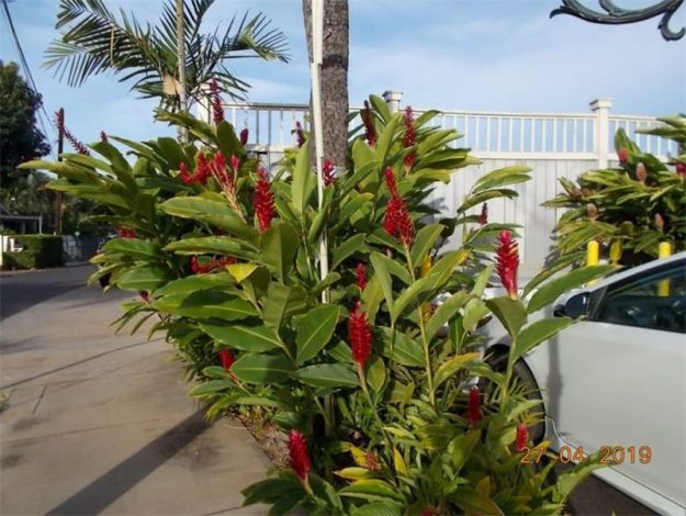 Альпінія (130 фото): вирощування та догляд у домашніх умовах, опис, цікаві факти, полив, пересадка
