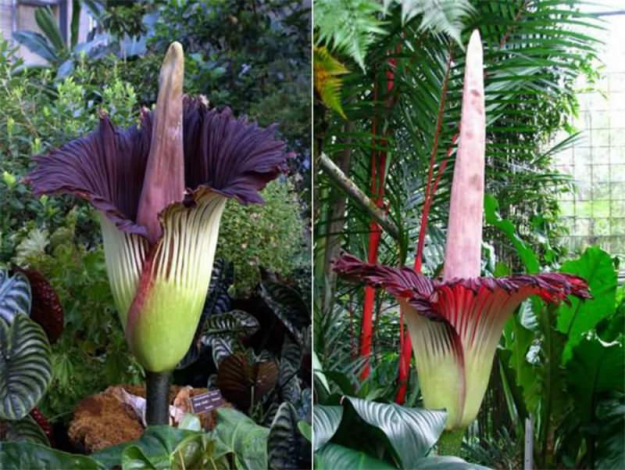 Аморфофаллус (Amorphophallus): 150 фото квітки + інструкція як вирощувати та доглядати в домашніх умовах