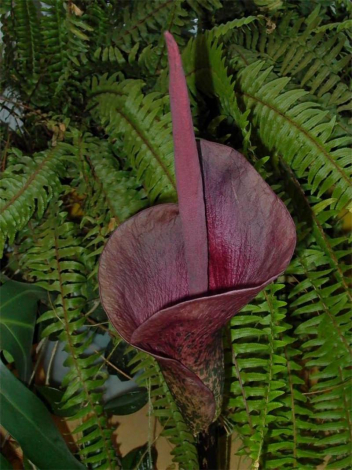 Аморфофаллус (Amorphophallus): 150 фото квітки + інструкція як вирощувати та доглядати в домашніх умовах
