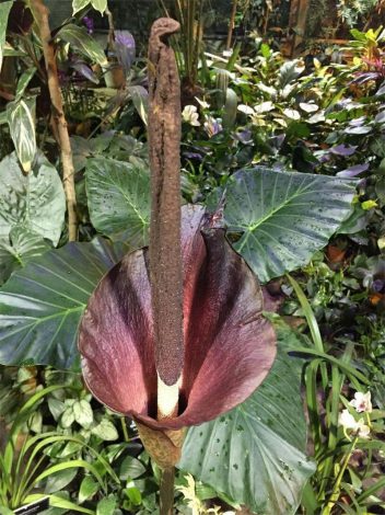 Аморфофаллус (Amorphophallus): 150 фото квітки + інструкція як вирощувати та доглядати в домашніх умовах