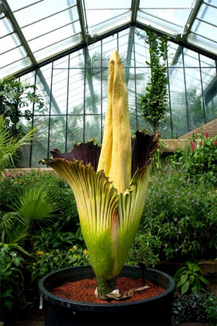 Аморфофаллус (Amorphophallus): 150 фото квітки + інструкція як вирощувати та доглядати в домашніх умовах