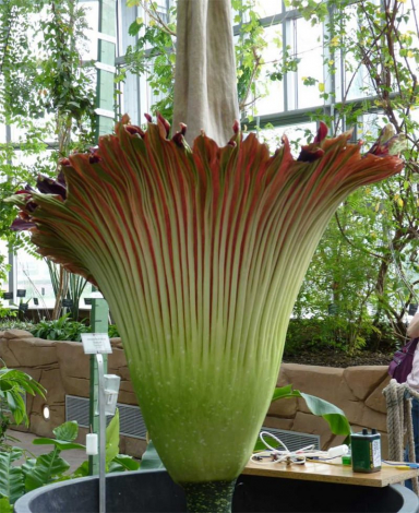 Аморфофаллус (Amorphophallus): 150 фото квітки + інструкція як вирощувати та доглядати в домашніх умовах