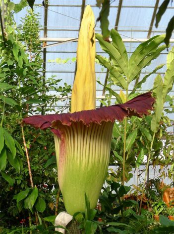 Аморфофаллус (Amorphophallus): 150 фото квітки + інструкція як вирощувати та доглядати в домашніх умовах