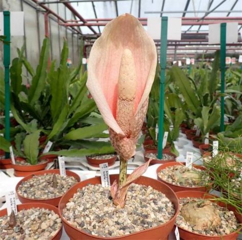 Аморфофаллус (Amorphophallus): 150 фото квітки + інструкція як вирощувати та доглядати в домашніх умовах