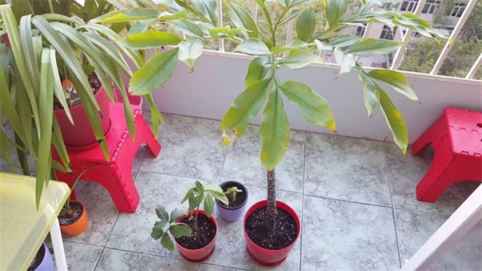 Аморфофаллус (Amorphophallus): 150 фото квітки + інструкція як вирощувати та доглядати в домашніх умовах