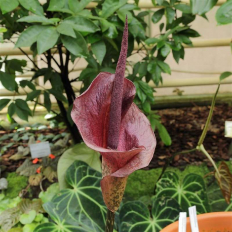 Аморфофаллус (Amorphophallus): 150 фото квітки + інструкція як вирощувати та доглядати в домашніх умовах