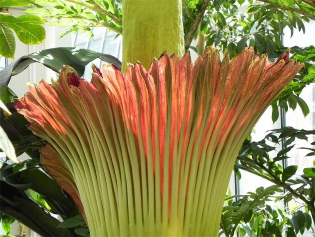Аморфофаллус (Amorphophallus): 150 фото квітки + інструкція як вирощувати та доглядати в домашніх умовах