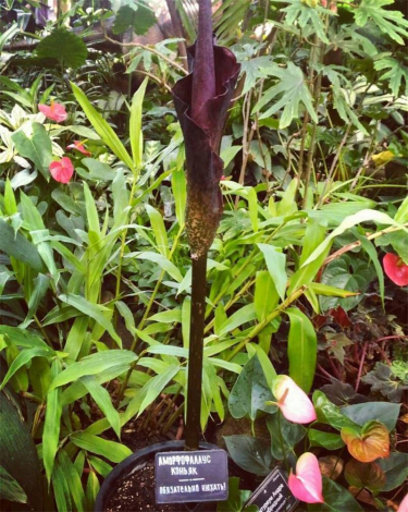 Аморфофаллус (Amorphophallus): 150 фото квітки + інструкція як вирощувати та доглядати в домашніх умовах