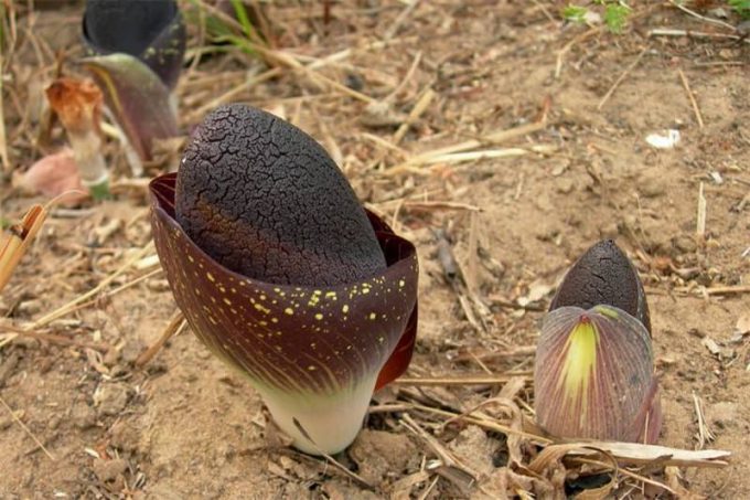 Аморфофаллус (Amorphophallus): 150 фото квітки + інструкція як вирощувати та доглядати в домашніх умовах
