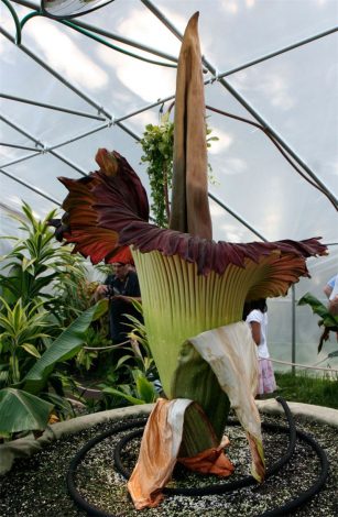 Аморфофаллус (Amorphophallus): 150 фото квітки + інструкція як вирощувати та доглядати в домашніх умовах