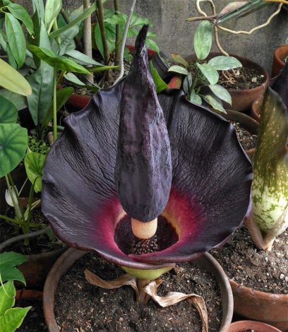Аморфофаллус (Amorphophallus): 150 фото квітки + інструкція як вирощувати та доглядати в домашніх умовах
