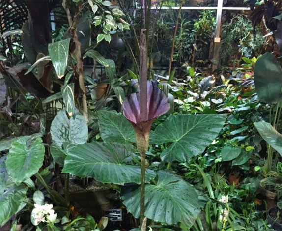 Аморфофаллус (Amorphophallus): 150 фото квітки + інструкція як вирощувати та доглядати в домашніх умовах