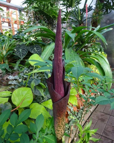 Аморфофаллус (Amorphophallus): 150 фото квітки + інструкція як вирощувати та доглядати в домашніх умовах
