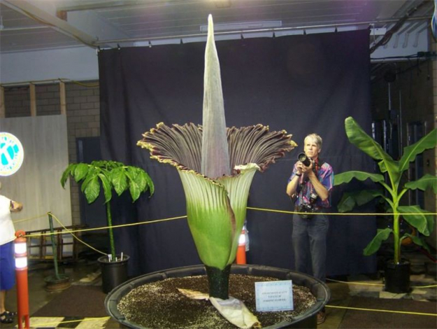 Аморфофаллус (Amorphophallus): 150 фото квітки + інструкція як вирощувати та доглядати в домашніх умовах