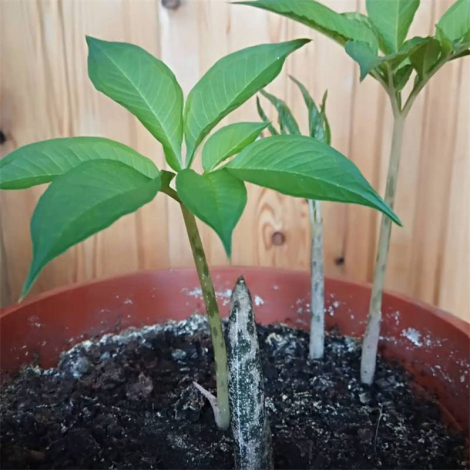 Аморфофаллус (Amorphophallus): 150 фото квітки + інструкція як вирощувати та доглядати в домашніх умовах