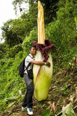 Аморфофаллус (Amorphophallus): 150 фото квітки + інструкція як вирощувати та доглядати в домашніх умовах