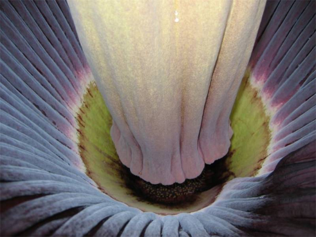 Аморфофаллус (Amorphophallus): 150 фото квітки + інструкція як вирощувати та доглядати в домашніх умовах