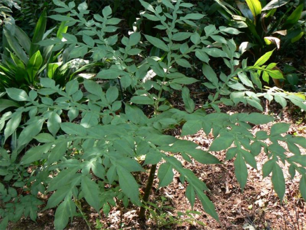 Аморфофаллус (Amorphophallus): 150 фото квітки + інструкція як вирощувати та доглядати в домашніх умовах