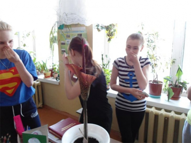Аморфофаллус (Amorphophallus): 150 фото квітки + інструкція як вирощувати та доглядати в домашніх умовах