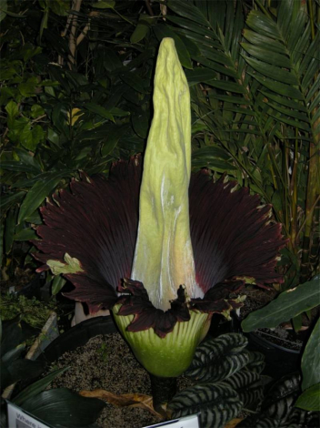 Аморфофаллус (Amorphophallus): 150 фото квітки + інструкція як вирощувати та доглядати в домашніх умовах