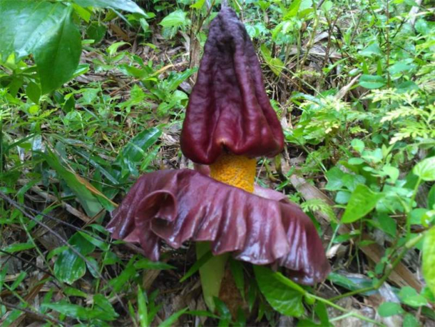 Аморфофаллус (Amorphophallus): 150 фото квітки + інструкція як вирощувати та доглядати в домашніх умовах