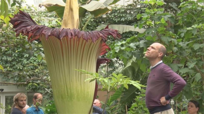 Аморфофаллус (Amorphophallus): 150 фото квітки + інструкція як вирощувати та доглядати в домашніх умовах