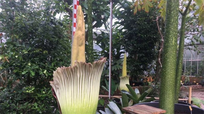 Аморфофаллус (Amorphophallus): 150 фото квітки + інструкція як вирощувати та доглядати в домашніх умовах