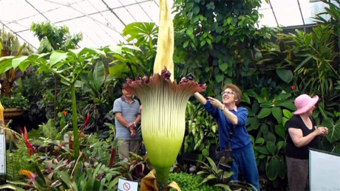 Аморфофаллус (Amorphophallus): 150 фото квітки + інструкція як вирощувати та доглядати в домашніх умовах