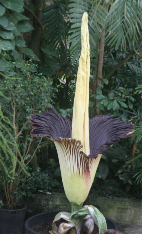 Аморфофаллус (Amorphophallus): 150 фото квітки + інструкція як вирощувати та доглядати в домашніх умовах