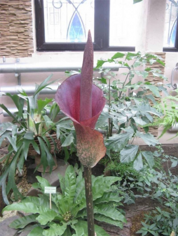 Аморфофаллус (Amorphophallus): 150 фото квітки + інструкція як вирощувати та доглядати в домашніх умовах