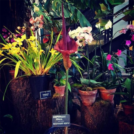 Аморфофаллус (Amorphophallus): 150 фото квітки + інструкція як вирощувати та доглядати в домашніх умовах