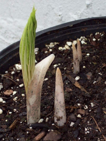 Аморфофаллус (Amorphophallus): 150 фото квітки + інструкція як вирощувати та доглядати в домашніх умовах