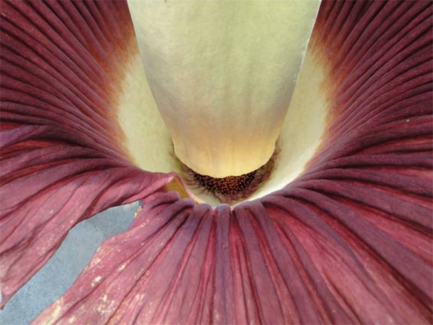 Аморфофаллус (Amorphophallus): 150 фото квітки + інструкція як вирощувати та доглядати в домашніх умовах