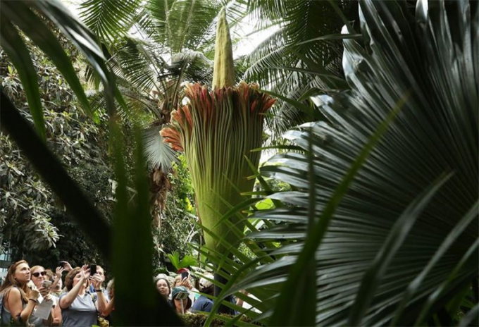 Аморфофаллус (Amorphophallus): 150 фото квітки + інструкція як вирощувати та доглядати в домашніх умовах