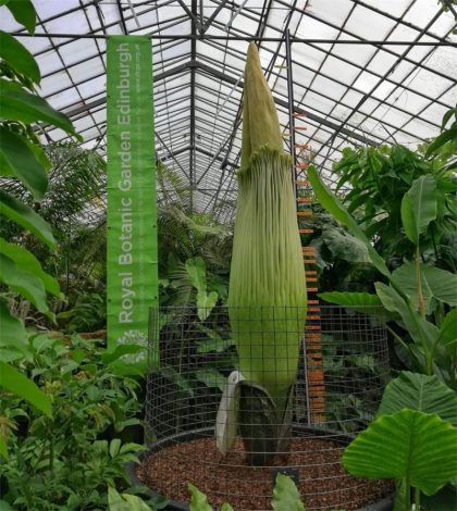 Аморфофаллус (Amorphophallus): 150 фото квітки + інструкція як вирощувати та доглядати в домашніх умовах