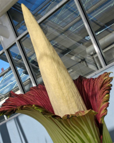 Аморфофаллус (Amorphophallus): 150 фото квітки + інструкція як вирощувати та доглядати в домашніх умовах