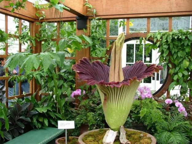 Аморфофаллус (Amorphophallus): 150 фото квітки + інструкція як вирощувати та доглядати в домашніх умовах