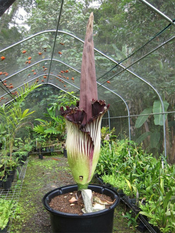 Аморфофаллус (Amorphophallus): 150 фото квітки + інструкція як вирощувати та доглядати в домашніх умовах