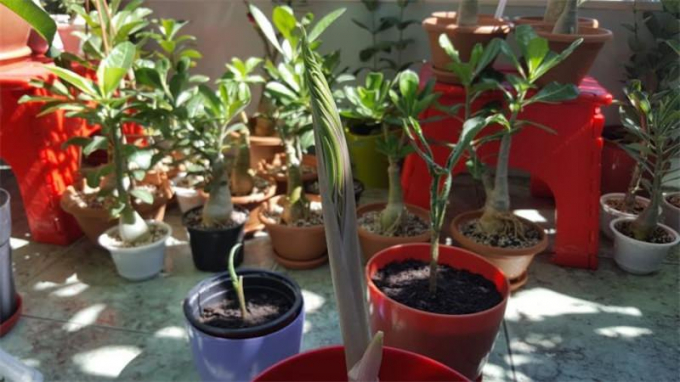 Аморфофаллус (Amorphophallus): 150 фото квітки + інструкція як вирощувати та доглядати в домашніх умовах