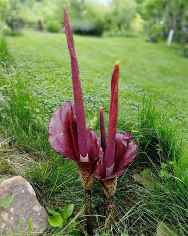 Аморфофаллус (Amorphophallus): 150 фото квітки + інструкція як вирощувати та доглядати в домашніх умовах